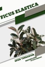 Ficus elastica af Tetiana Sabanen