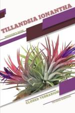 Tillandsia ionantha af Tetiana Sabanen