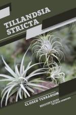 Tillandsia stricta af Tetiana Sabanen
