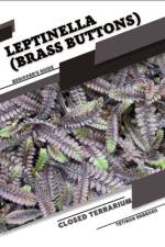 Leptinella (Brass Buttons) af Tetiana Sabanen