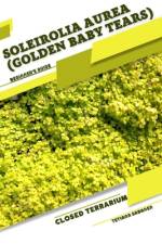 Soleirolia Aurea (Golden Baby Tears) af Tetiana Sabanen