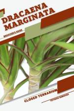 Dracaena marginata af Tetiana Sabanen
