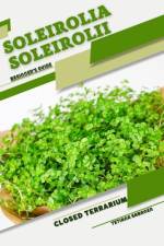 Soleirolia soleirolii af Tetiana Sabanen