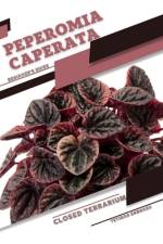 Peperomia caperata af Tetiana Sabanen