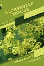 Alchemilla mollis af Tetiana Sabanen