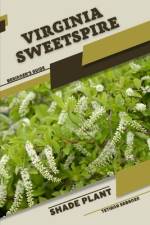 Virginia Sweetspire af Tetiana Sabanen