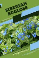 Siberian Bugloss af Tetiana Sabanen