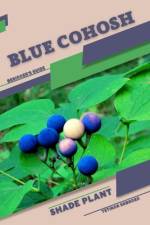 Blue Cohosh af Tetiana Sabanen