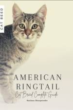 American Ringtail af Ruslana Shurpatenko