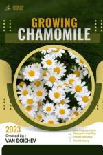 Chamomile af Van Doichev