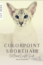 Colorpoint Shorthair af Ruslana Shurpatenko