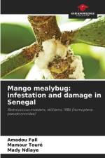 Mango mealybug: infestation and damage in Senegal af Amadou Fall