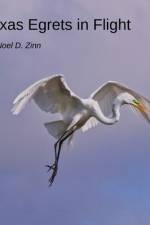 Texas Egrets in Flight af Noel D Zinn