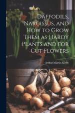Daffodils, Narcissus, and how to Grow Them as Hardy Plants and for cut Flowers