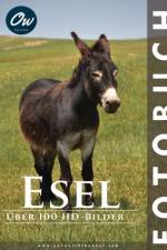 Esel af A Arelt