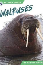 Walruses