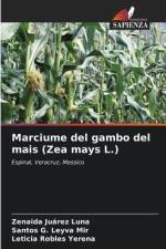 Marciume del gambo del mais (Zea mays L.) af Zenaida Juárez Luna
