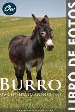 Burro af A Arelt