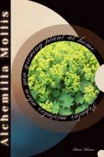 Alchemilla Mollis af Tetiana Sabanen