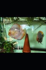 Acquariologia Domestica af Antonio D