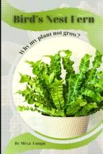 Bird's Nest Fern af Mixa Lungu