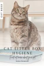 Cat Litter Box Hygiene af Ruslana Shurpatenko