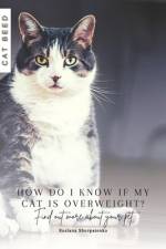 How do I know if my cat is overweight? af Ruslana Shurpatenko