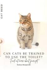 Can cats be trained to use the toilet? af Ruslana Shurpatenko