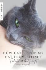 How can I stop my cat from biting? af Ruslana Shurpatenko