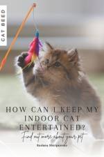 Why do cats have retractable claws? af Ruslana Shurpatenko