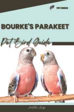 Bourke's Parakeet af Anatolii Ahryr