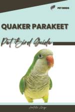Quaker Parakeet af Anatolii Ahryr