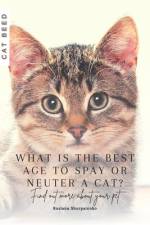What is the best age to spay or neuter a cat? af Ruslana Shurpatenko