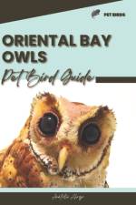 Oriental Bay Owls af Anatolii Ahryr