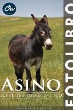 Asino af A Arelt