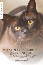 What makes Burmese cats unique? af Ruslana Shurpatenko