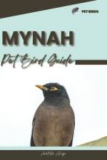 Mynah af Anatolii Ahryr