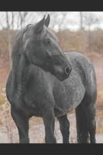 Manual for Noriker Horses af Sonja Wirths