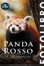 Panda rosso af A Arelt