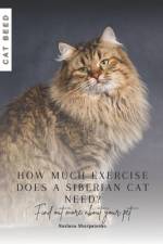 How much exercise does a Siberian cat need? af Ruslana Shurpatenko