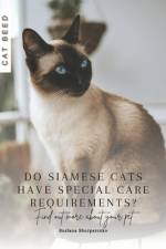 Do Siamese cats have special care requirements? af Ruslana Shurpatenko