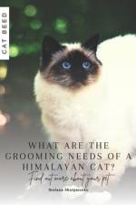 What are the grooming needs of a Himalayan cat? af Ruslana Shurpatenko