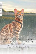Why do Bengal cats have such distinctive markings? af Ruslana Shurpatenko