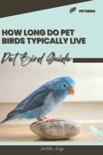 How long do pet birds typically live af Anatolii Ahryr
