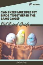 Can I keep multiple pet birds together in the same cage? af Anatolii Ahryr