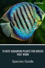 10 Best Aquarium Plants for Discus that Work af Roman Pirogov