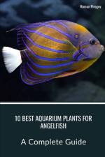 10 Best Aquarium Plants for Angelfish af Roman Pirogov