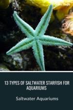 13 Types of Saltwater Starfish for Aquariums af Roman Pirogov