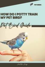 How do I potty train my pet bird? af Anatolii Ahryr