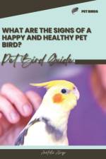 What are the signs of a happy and healthy pet bird? af Anatolii Ahryr